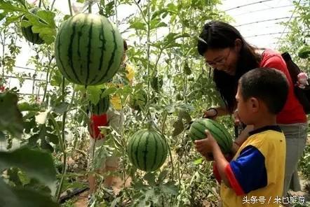 英王村采摘园免费吃瓜,免费品尝，尽享夏日瓜果盛宴